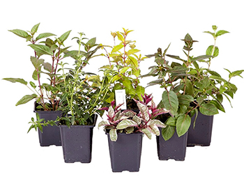 Vaste planten in pot