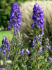 Aconitum arendsii carmichaelii