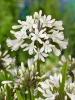 Agapanthus white