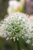 Allium mount everest