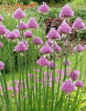 Schoenoprasum (chive)