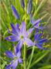 Camassia orion quamash