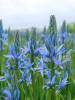 Camassia blue candle leichtlinii