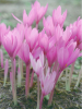 Colchicum autumnale