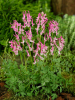 Corydalis solida beth evans