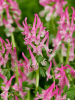 Corydalis solida beth evans
