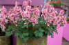 Corydalis solida beth evans