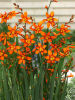 Crocosmia emily mc kenzie