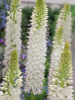 Eremurus himalaicus