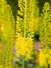 Eremurus yellow giant
