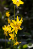 Erythronium pagoda
