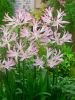 Nerine lipstick