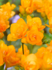 Freesia double orange