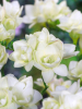Freesia double white