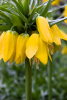 Fritillaria lutea imperialis