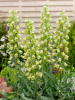 Fritillaria persica alba