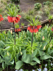 Fritillaria red beauty imperialis