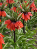 Fritillaria april flame imperialis