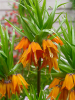 Fritillaria aurora imperialis
