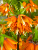 Fritillaria orange beauty imperialis