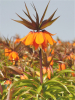 Fritillaria sunset imperialis