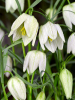 Fritillaria meleagris alba