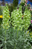 Fritillaria persica alba