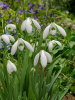 Galanthus mount everest elwesii