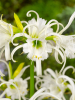 Hymenocallis ismene festalis
