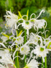 Hymenocallis ismene festalis