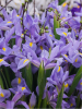 Iris shanghai hollandica