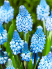 Muscari azureum blau