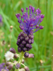 Muscari comosum