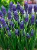 Muscari night eyes