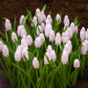Muscari pink sunrise