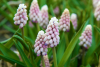 Muscari pink sunrise