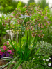 Nectaroscordum siculum (allium bulgaricum)