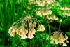 Nectaroscordum siculum (allium bulgaricum)