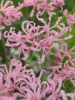 Nerine flugel bowdenii