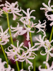 Nerine vesta k bowdenii