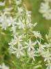 Ornithogalum ponticum sochi