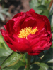 Paeonia scarlet heaven itoh