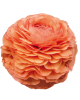 Ranunculus elegance salmone