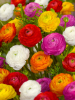 Ranunculus mixed tomer for pot