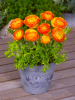 Ranunculus orange