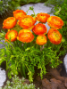 Ranunculus orange