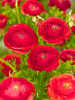 Ranunculus red tomer for pot