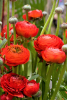 Ranunculus red