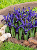 Iris blue note reticulata