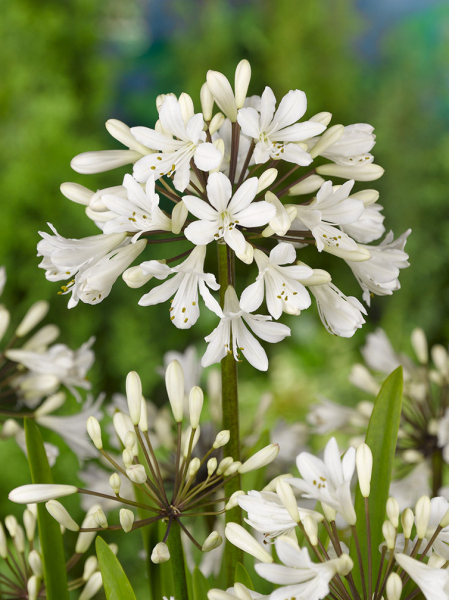 Agapanthus white